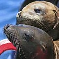 Pinnipeds Only Seals Sea Lions and Walrus